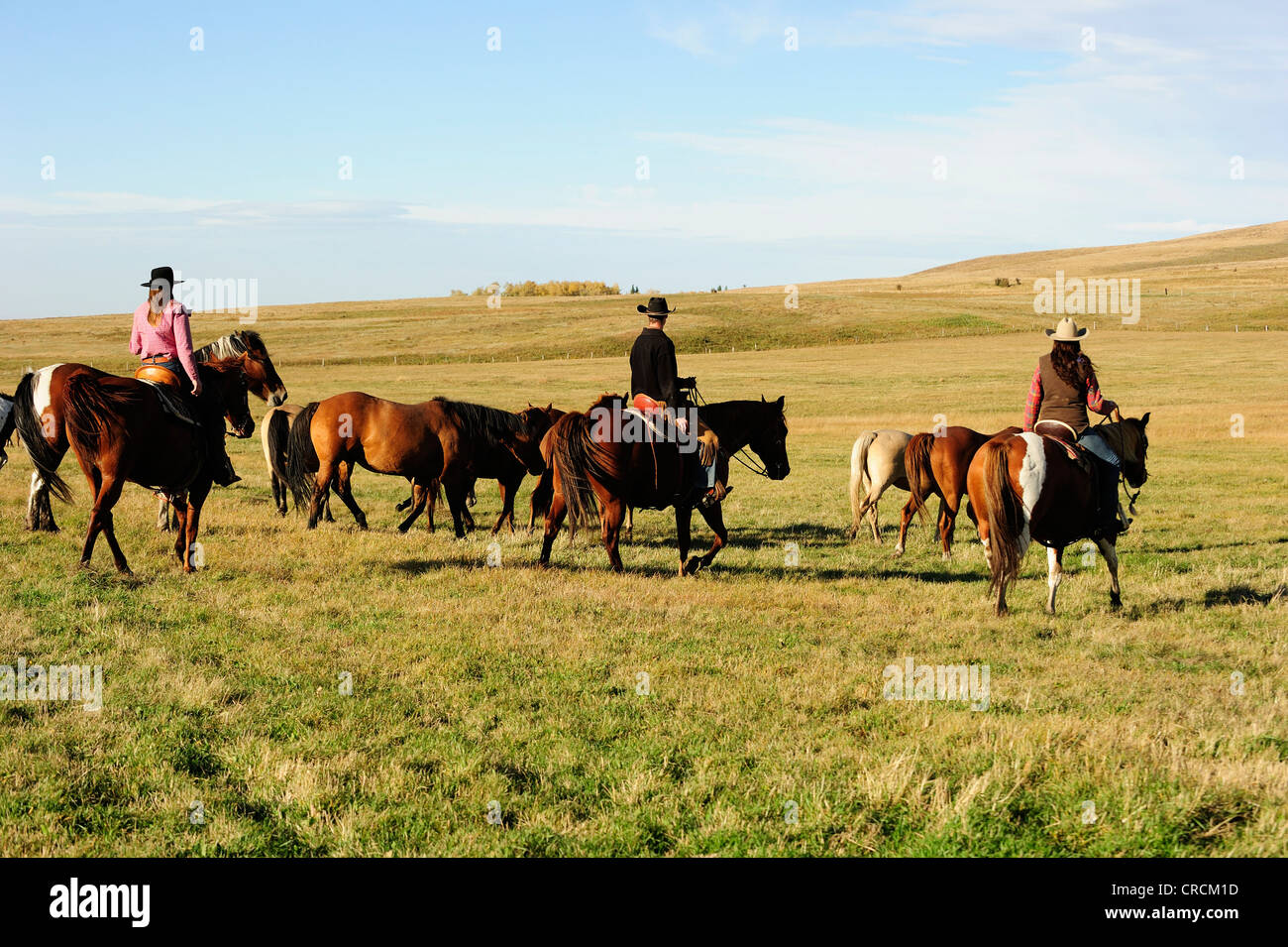 Cowgirls et un cowboy chevaux de conduite à travers la prairie, Saskatchewan, Canada Banque D'Images