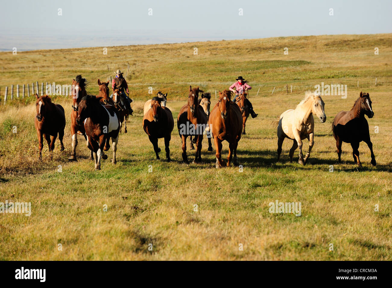 Cowgirls chevaux à travers la prairie, Saskatchewan, Canada Banque D'Images