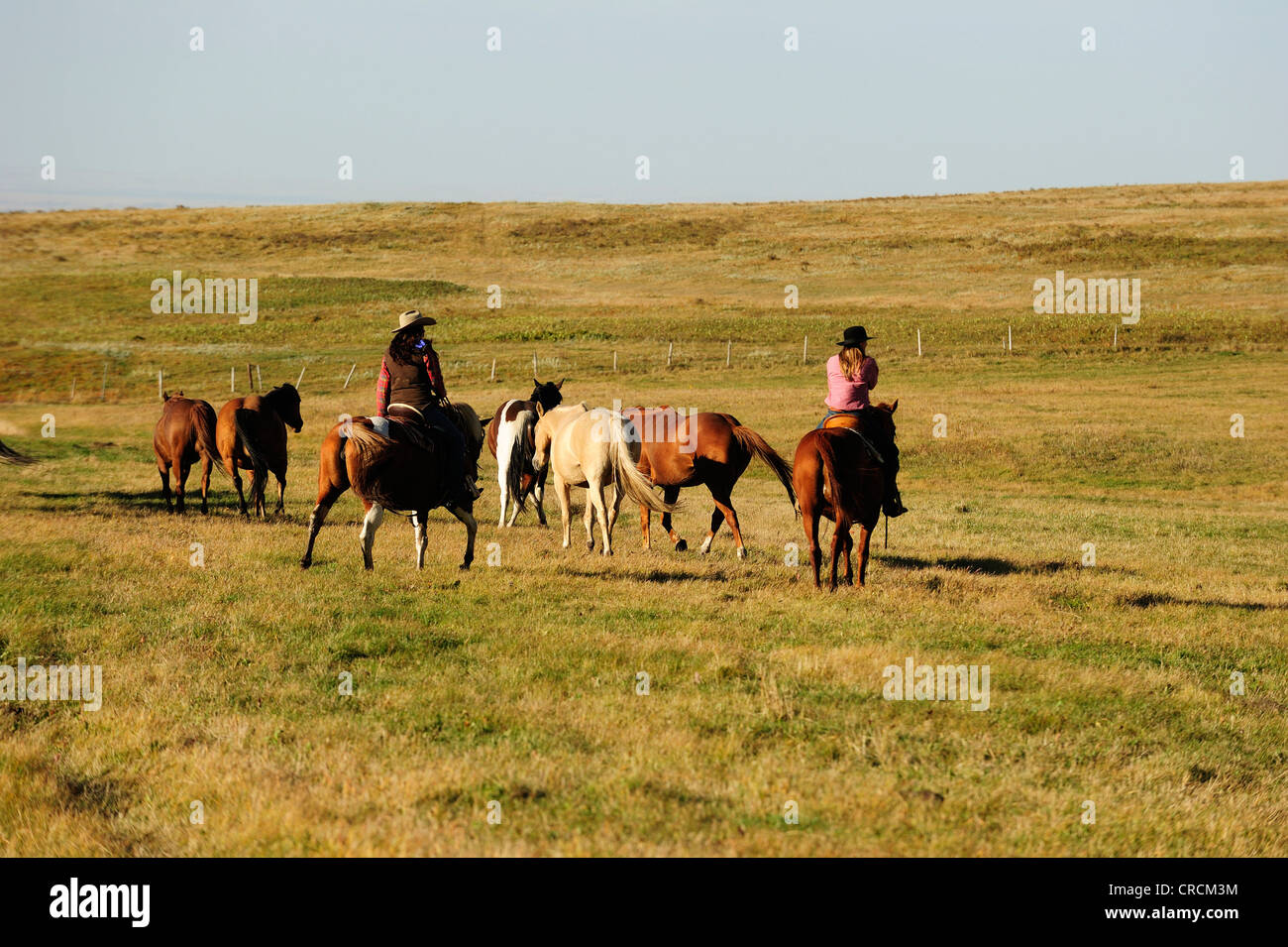 Cowgirls chevaux à travers la prairie, Saskatchewan, Canada Banque D'Images