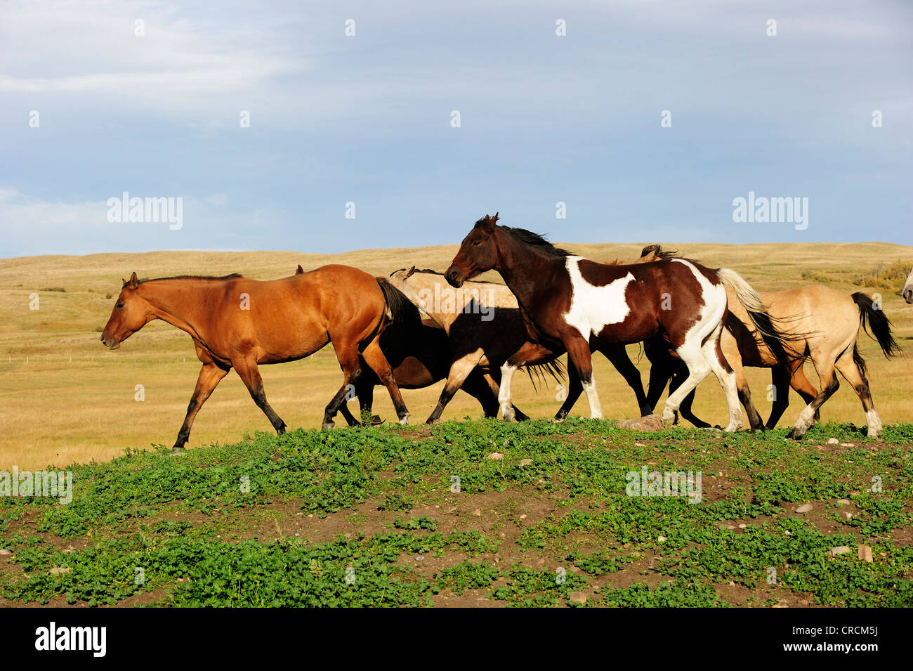 Troupeau de chevaux qui traverse la prairie, Saskatchewan, Canada Banque D'Images