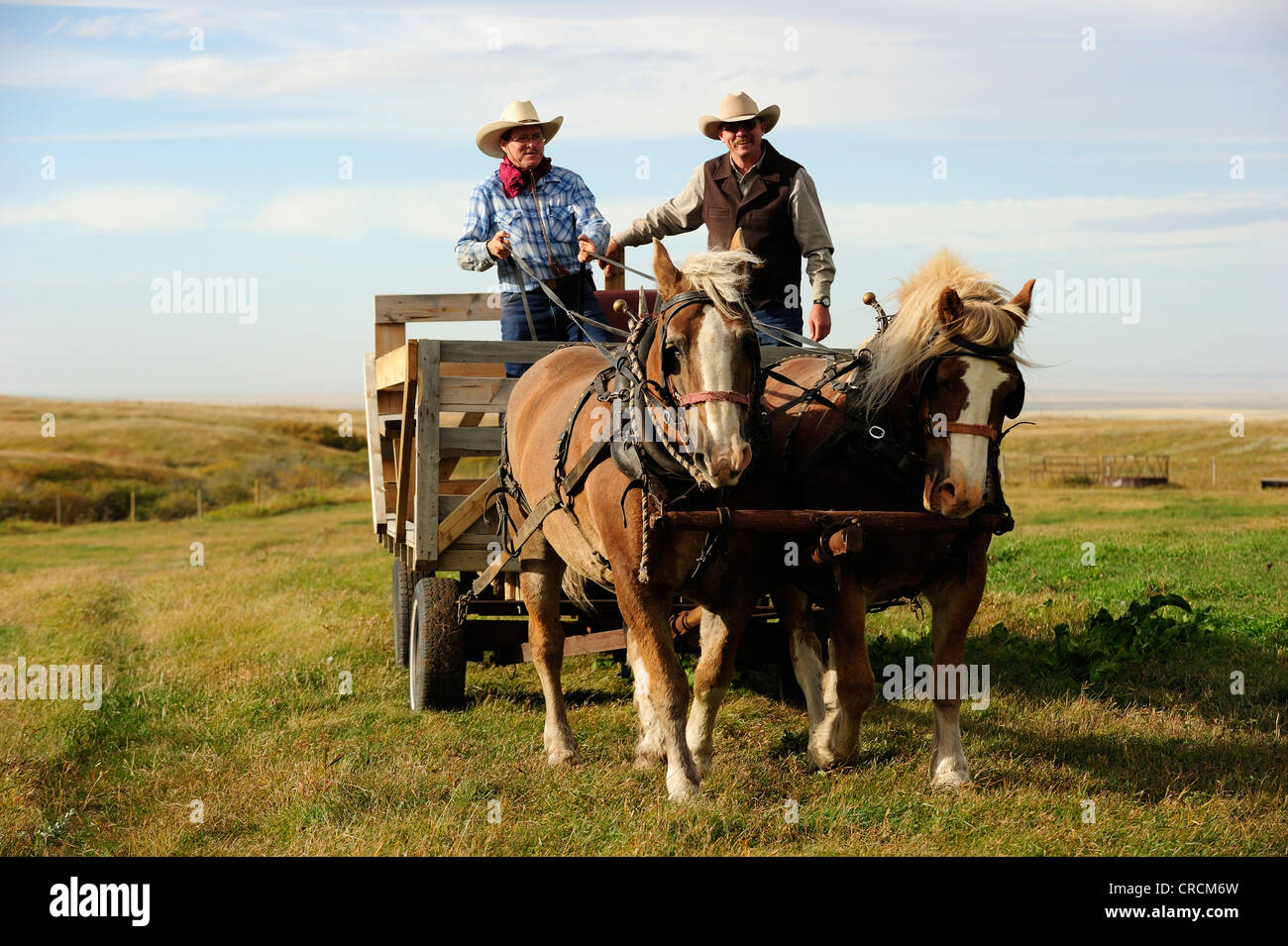 Deux cowboys debout sur l'entraîneur fort d'une calèche, Saskatchewan, Canada Banque D'Images