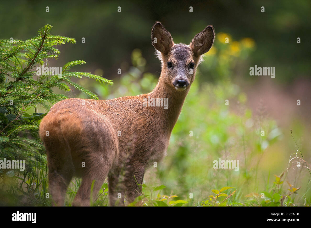 Le Chevreuil (Capreolus capreolus), Tyrol, Autriche, Europe Banque D'Images