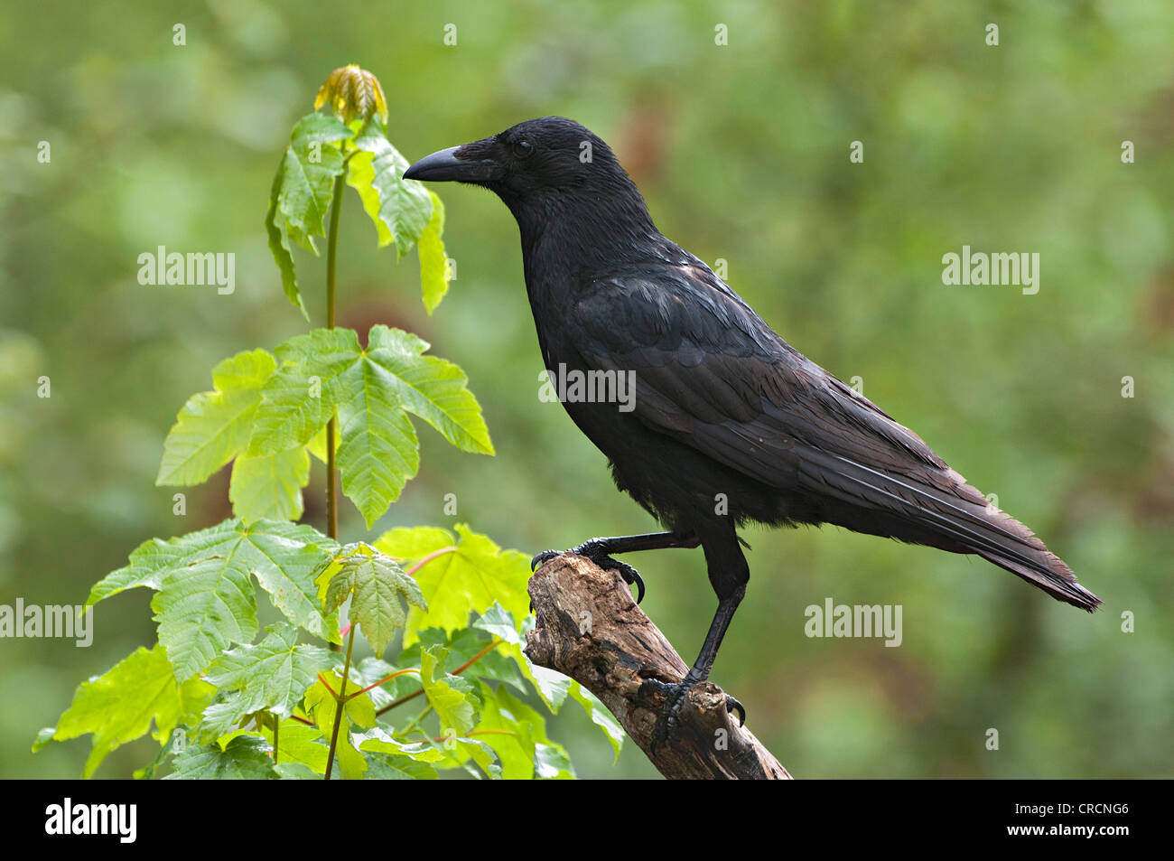 Corneille noire (Corvus corone corone), Tratzberg, Tyrol, Autriche, Europe Banque D'Images
