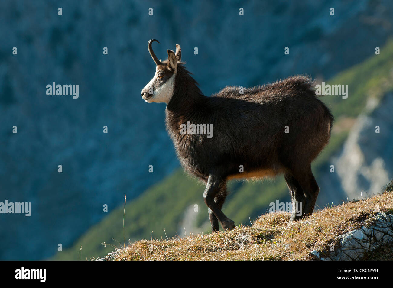 Chamois (Rupicapra rupicapra), Mt Nachtsheim, gamme de Karwendel, Tyrol, Autriche, Europe Banque D'Images