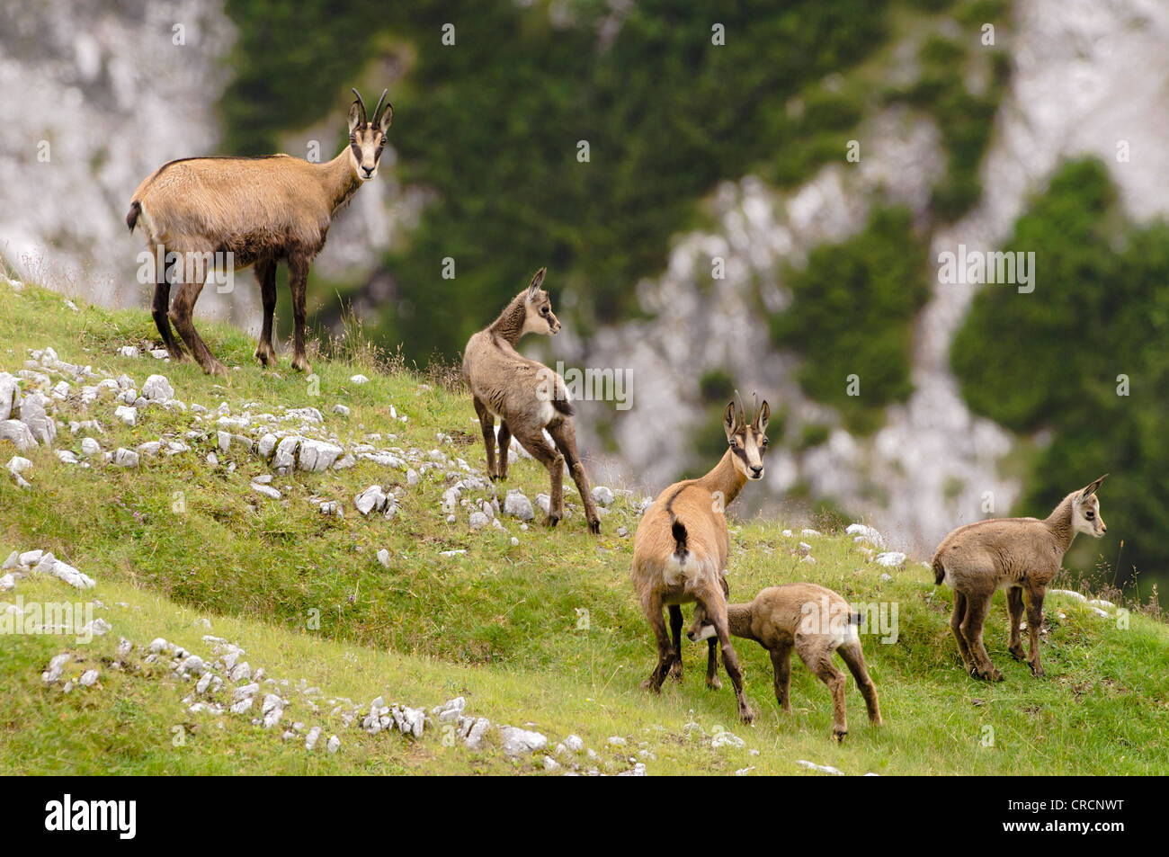 Chamois (Rupicapra rupicapra), Mt, Mondscheinspitze gamme Karwendel, Tyrol, Autriche, Europe Banque D'Images