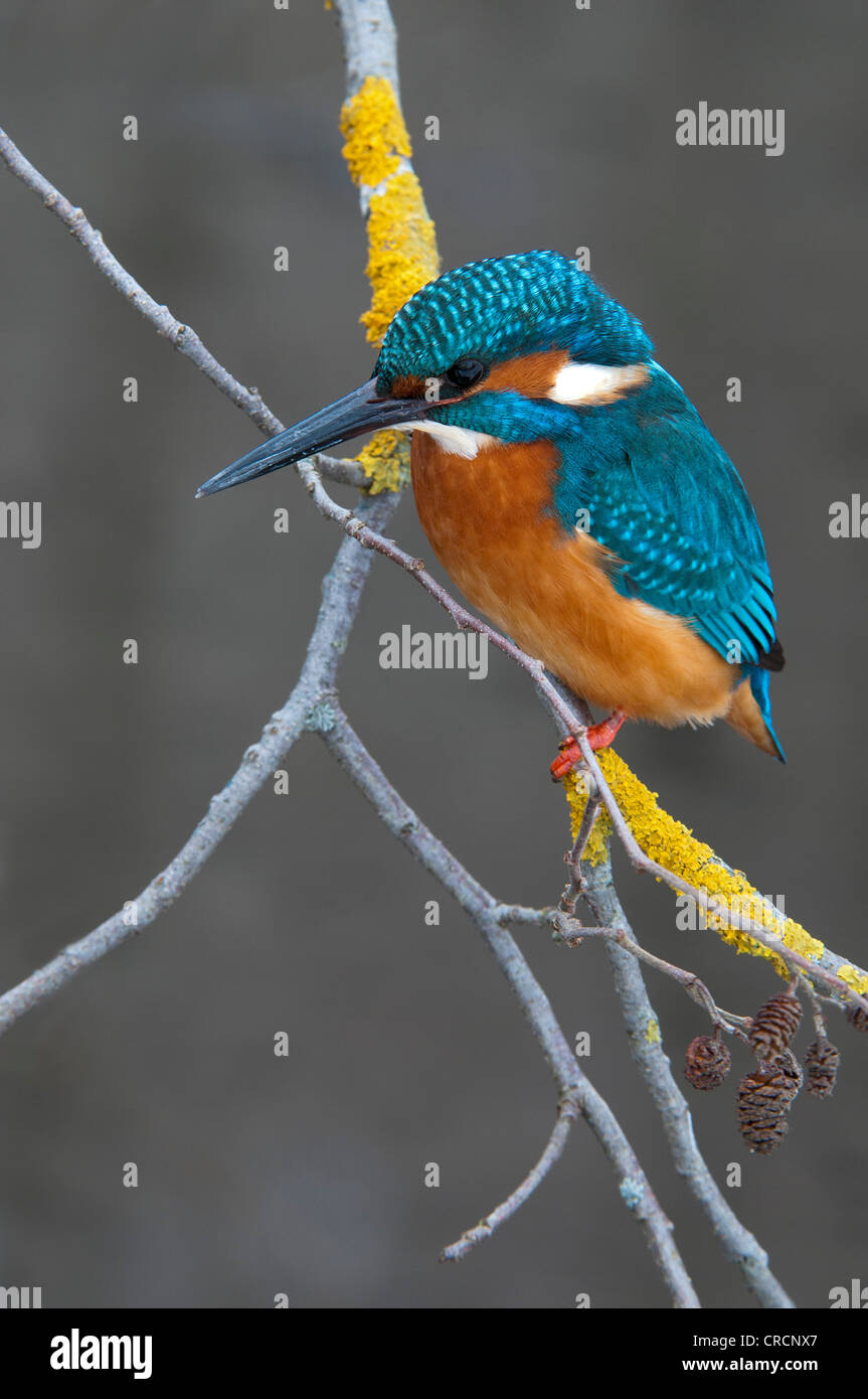 Kingfisher (Alcedo atthis), zone de conservation de Tratzberg, Tyrol, Autriche, Europe Banque D'Images