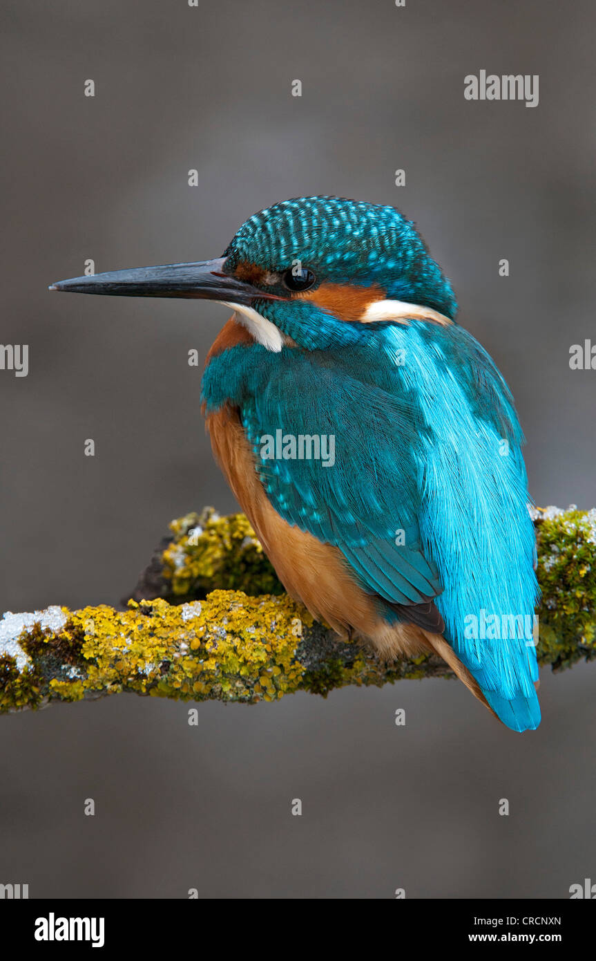 Kingfisher (Alcedo atthis), zone de conservation de Tratzberg, Tyrol, Autriche, Europe Banque D'Images