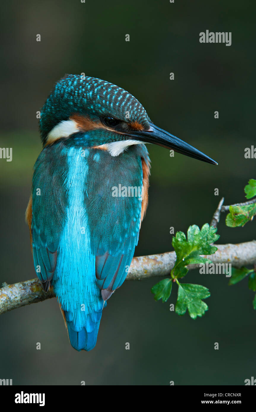 Kingfisher (Alcedo atthis), zone de conservation de Tratzberg, Tyrol, Autriche, Europe Banque D'Images