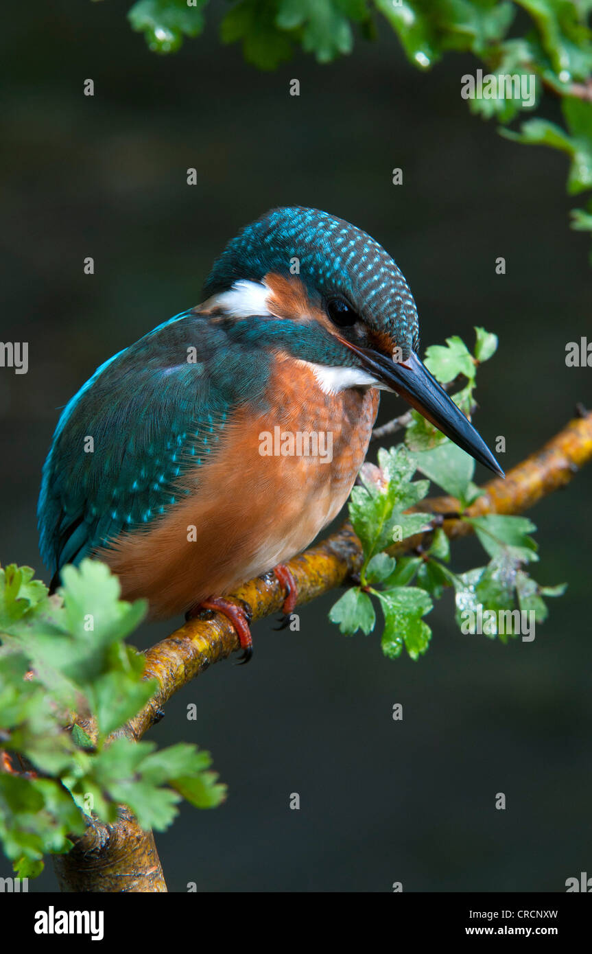 Kingfisher (Alcedo atthis), zone de conservation de Tratzberg, Tyrol, Autriche, Europe Banque D'Images
