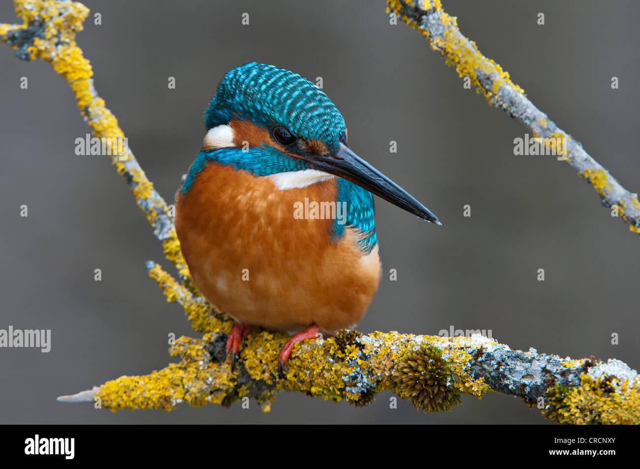 Kingfisher (Alcedo atthis), zone de conservation de Tratzberg, Tyrol, Autriche, Europe Banque D'Images