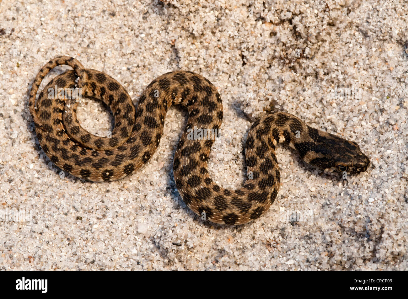 Viperine snake Viperine, serpent d'eau (Natrix maura), Sardaigne, Italie, Europe Banque D'Images