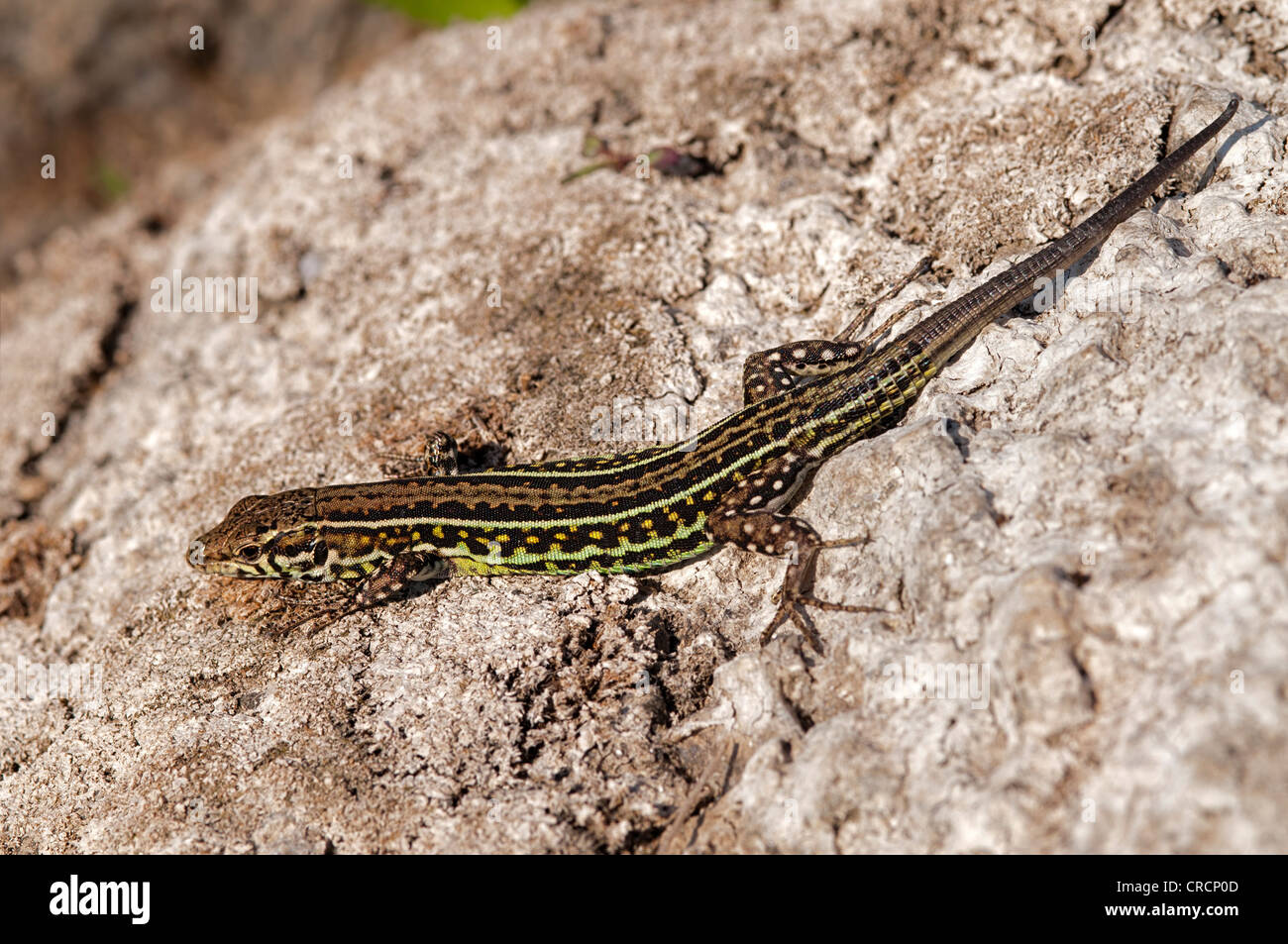 Lézard des murailles (Podarcis Tyrrhénienne), 12.02.2013,, Sardaigne, Italie, Europe Banque D'Images