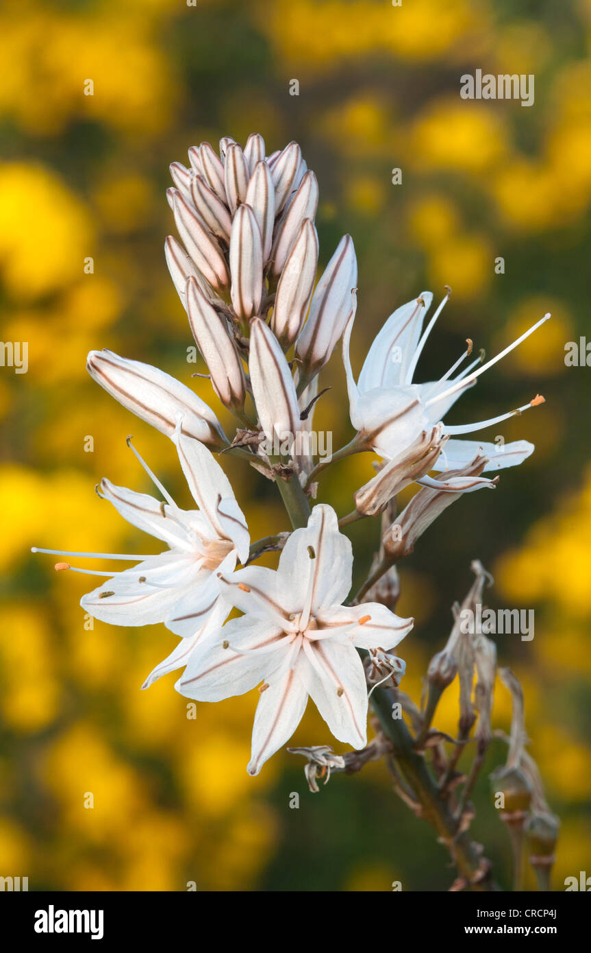 Asphodèle (Asphodelus ramosus ramifiés), Sardaigne, Italie, Europe Banque D'Images