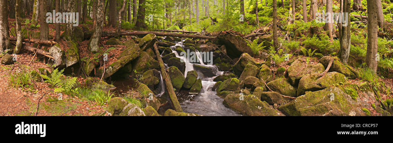 Kleine Ohe ruisseau dans la forêt vierge, Parc National de la forêt bavaroise, Bavaria, Germany, Europe Banque D'Images