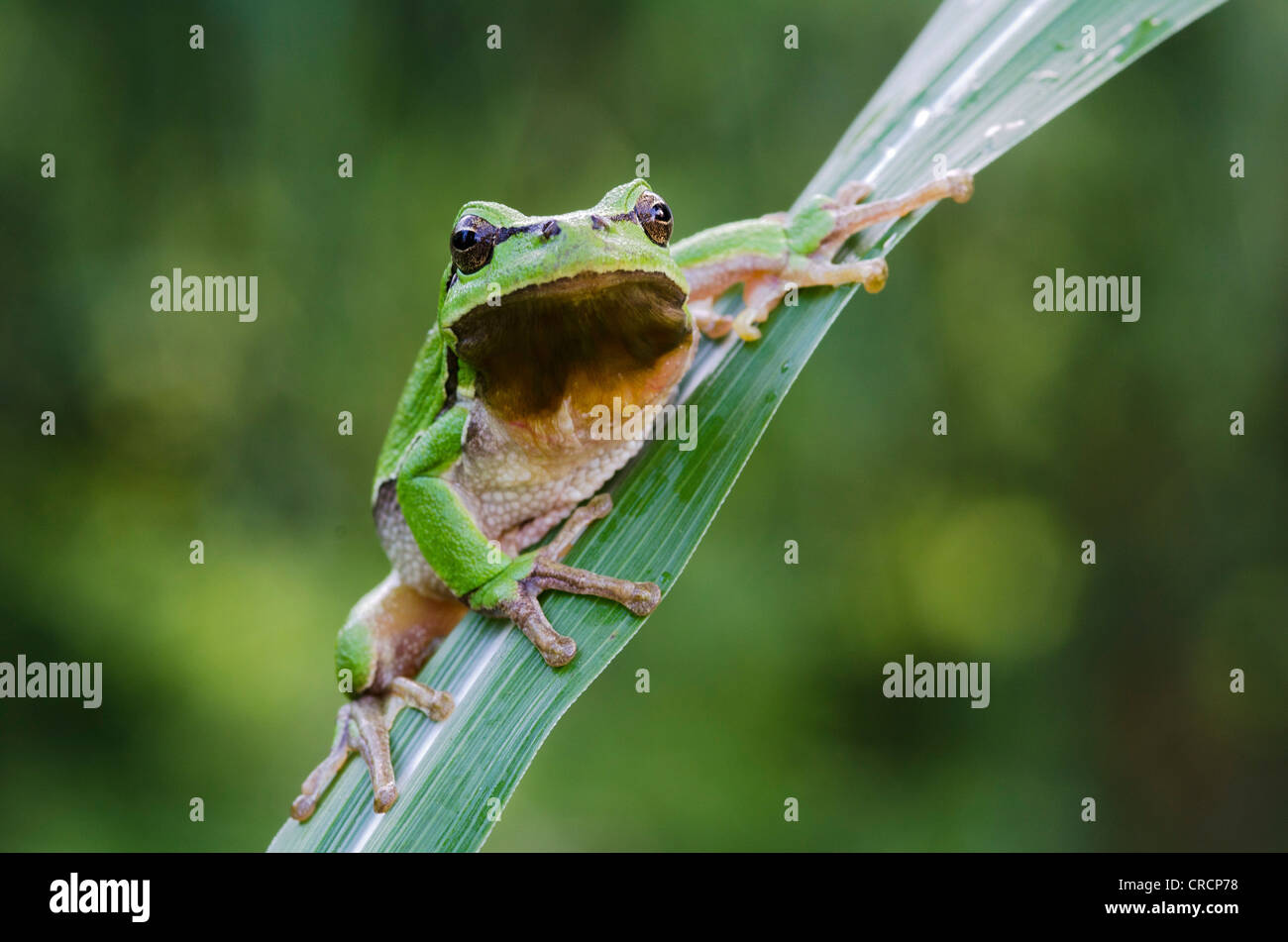 European tree frog (Hyla arborea), Riedlingsdorf, Burgenland, Autriche, Europe Banque D'Images