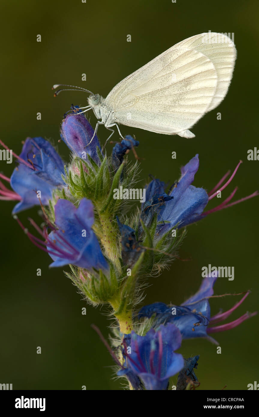 Blanc bois (Leptidea sinapis) sur la Vipère ou Blueweed Vipérine commune (Echium vulgare), Böheimkirchen Heath, Basse Autriche, Autriche Banque D'Images