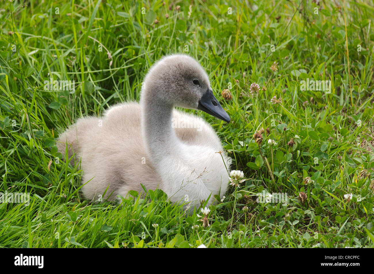 Mute Swan (Cygnus olor), Poussin, 4573 Hinterstoder près de Loosdorf, Haute Autriche, Autriche, Europe Banque D'Images