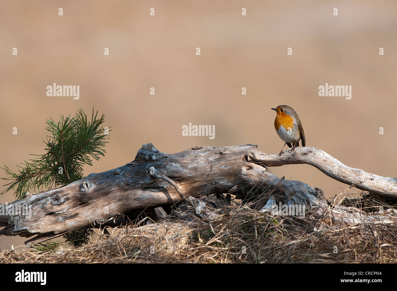 European Robin (Erithacus rubecula aux abords), Terfener Forchat, Terfens, Tyrol, Autriche, Europe Banque D'Images