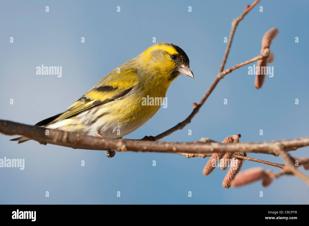 Tarin des pins (Carduelis spinus), Schlinglberg, Schwaz, Tyrol, Autriche, Nord de l'Europe Banque D'Images