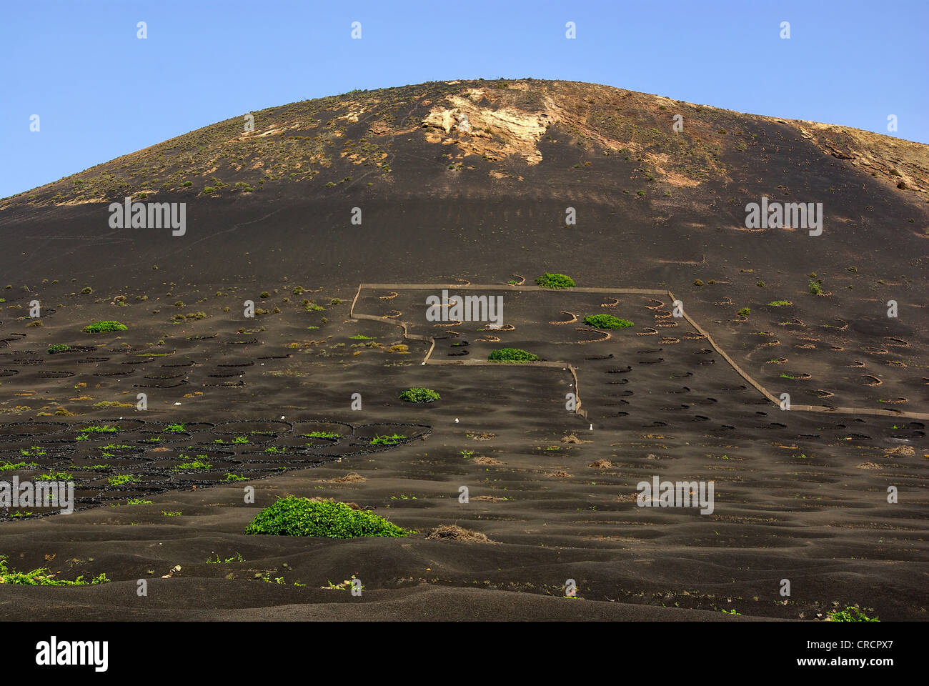 Vignobles à Lanzarote, Espagne. Banque D'Images