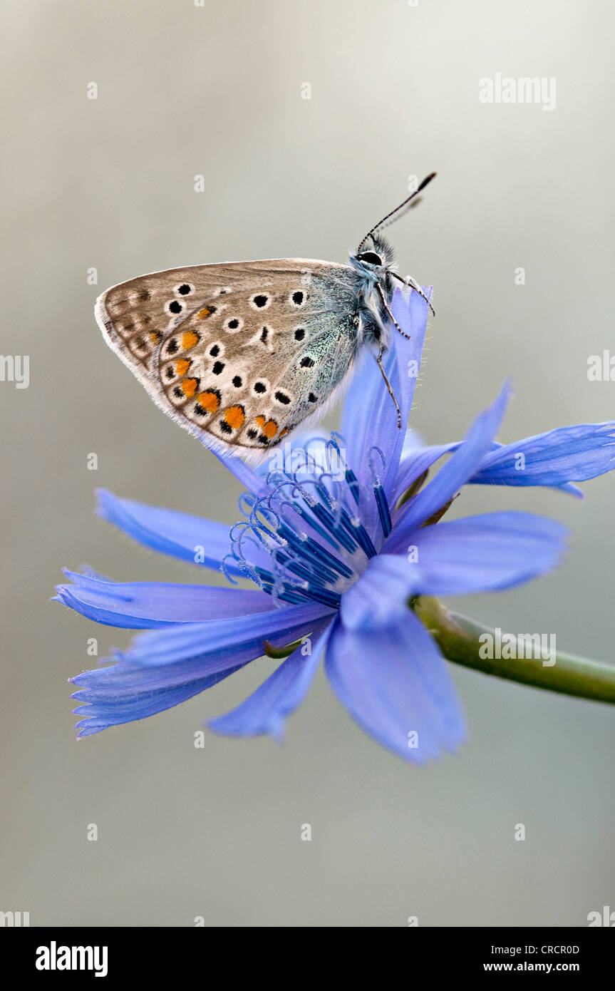 Blue (Polyommatus icarus commun), le lac de Garde, Lombardie, Italie, Europe Banque D'Images