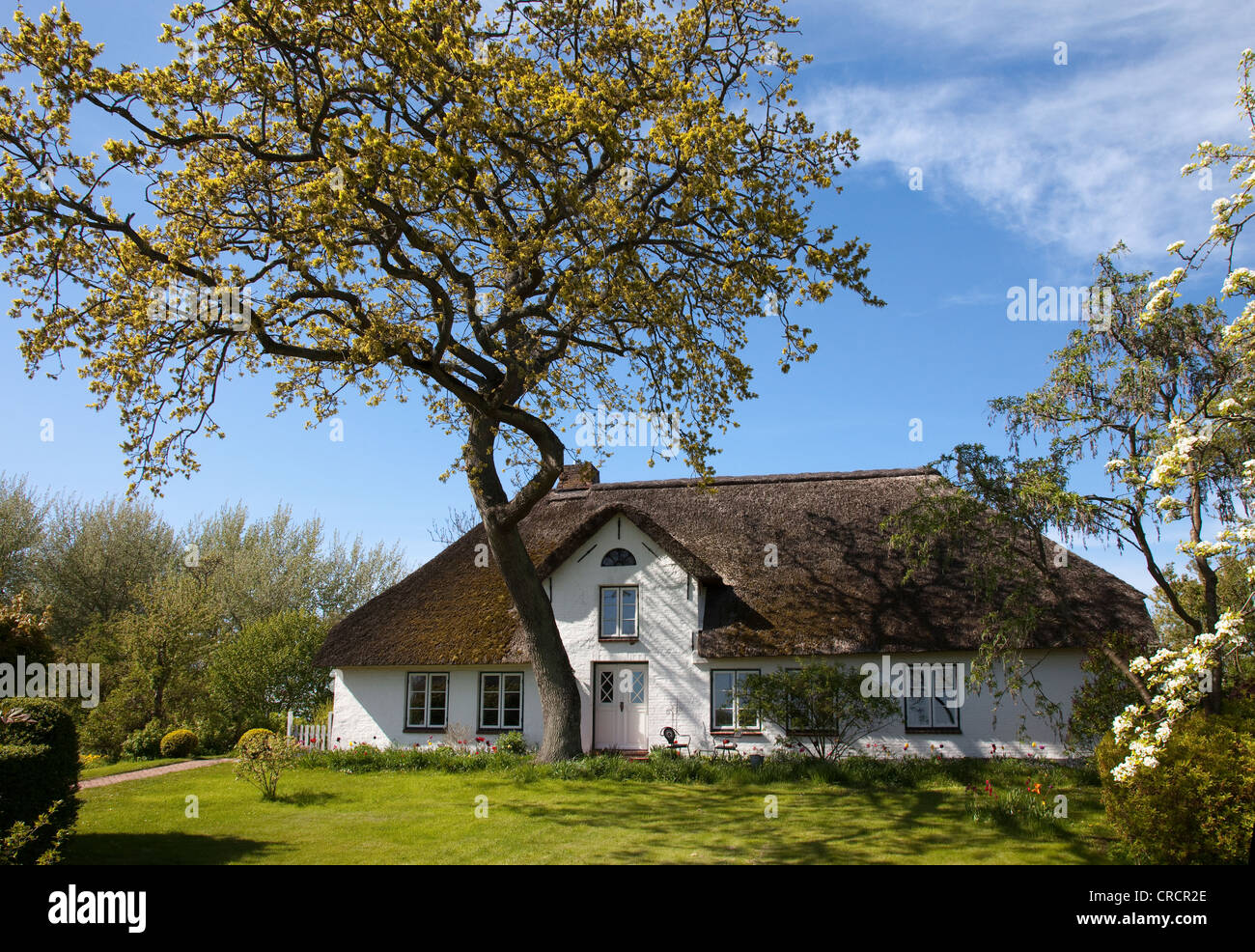 Chaumière avec arbres en fleurs et un pré vert, Eiderstedt, Schleswig-Holstein, Allemagne, Europe Banque D'Images