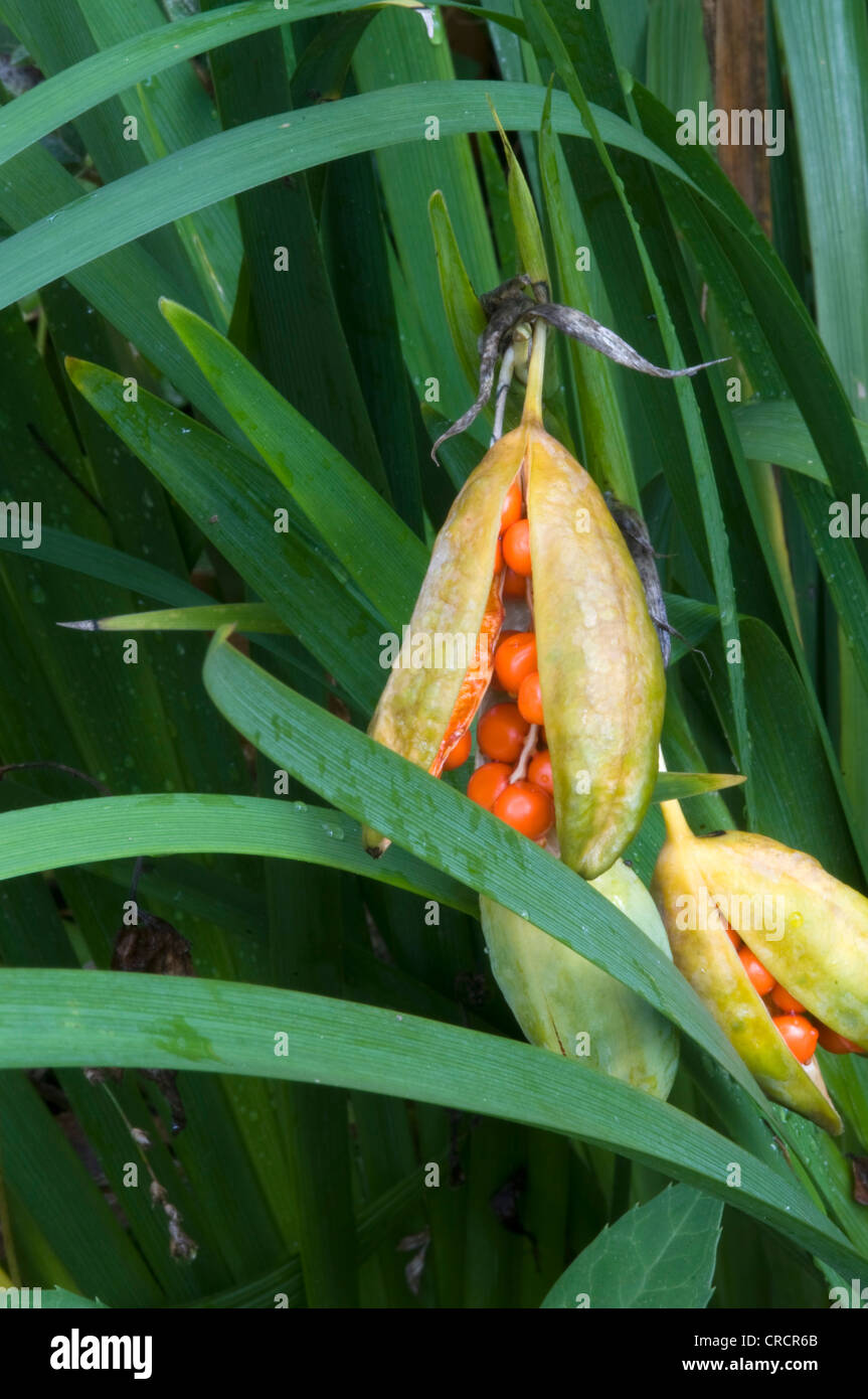 L'Iris fétide (Iris foetidissima ou Gladdon), Lac de Garde, Lombardie, Italie, Europe Banque D'Images