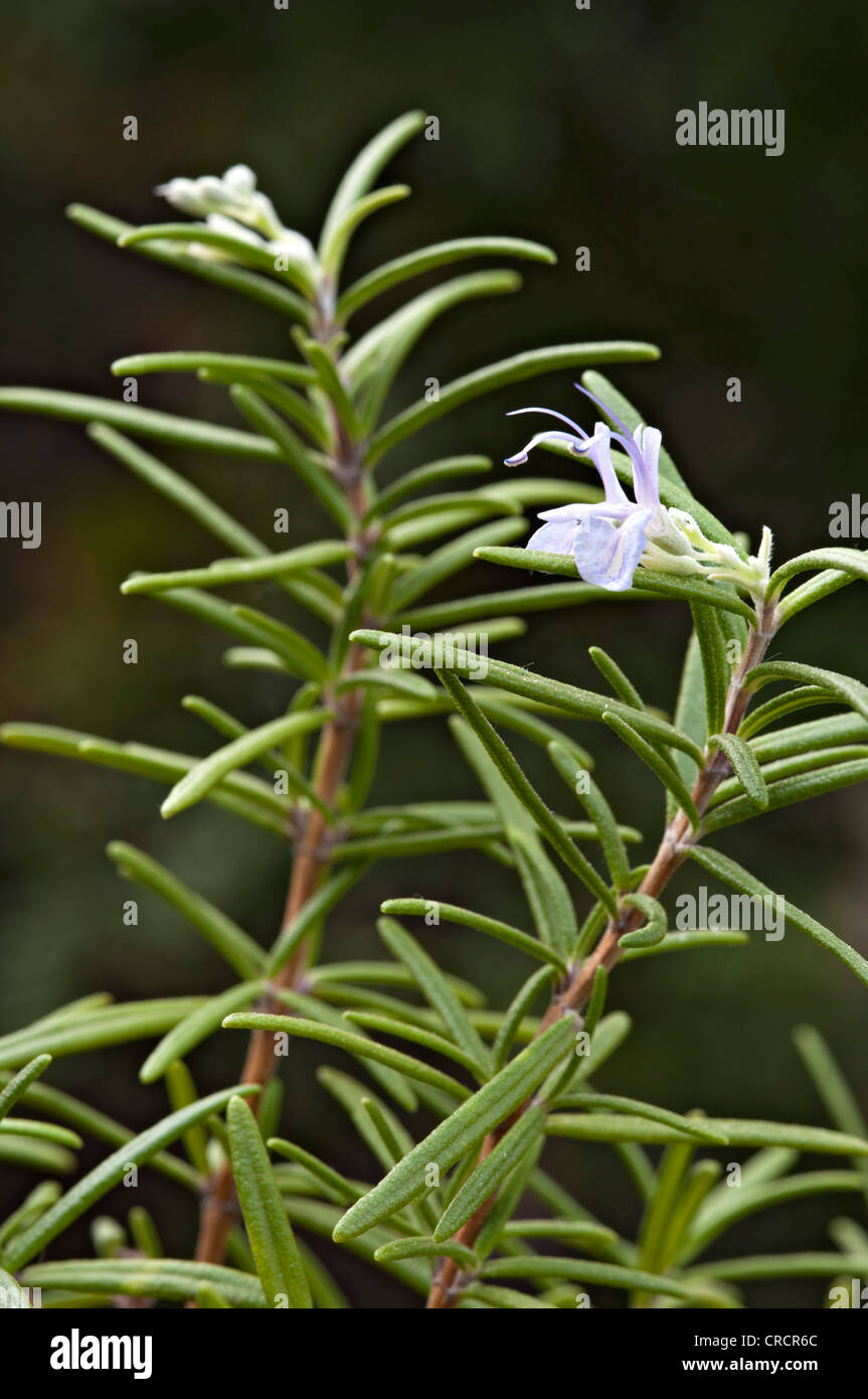 Romarin (Rosmarinus officinalis), Schwaz, Tyrol, Autriche, Europe Banque D'Images