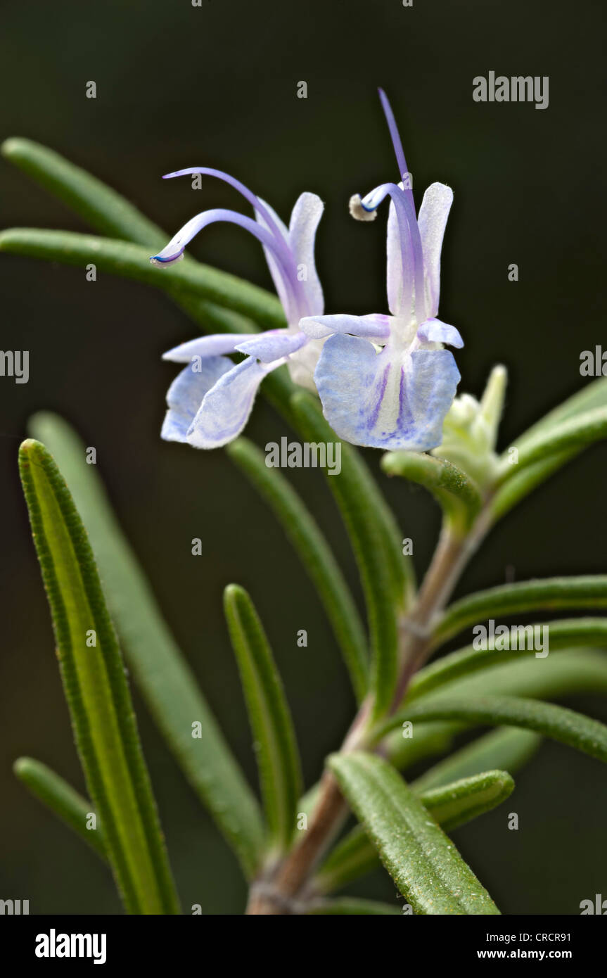 Romarin (Rosmarinus officinalis), Schwaz, Tyrol, Autriche, Europe Banque D'Images