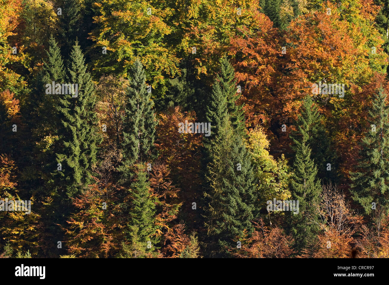 Forêt mixte à l'automne, Stallen Vallée, Karwendel, Tyrol, Autriche, Europe Banque D'Images
