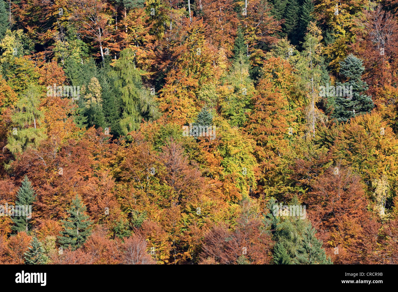 Forêt mixte à l'automne, Stallen Vallée, Karwendel, Tyrol, Autriche, Europe Banque D'Images