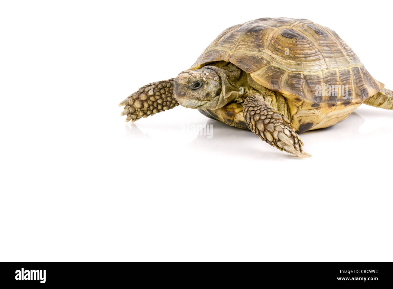 Tortue de terre ramper sur un fond blanc Banque D'Images