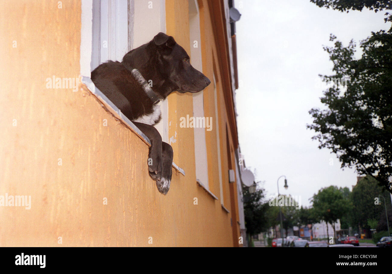 Chien regarde par la fenêtre, Berlin Banque D'Images