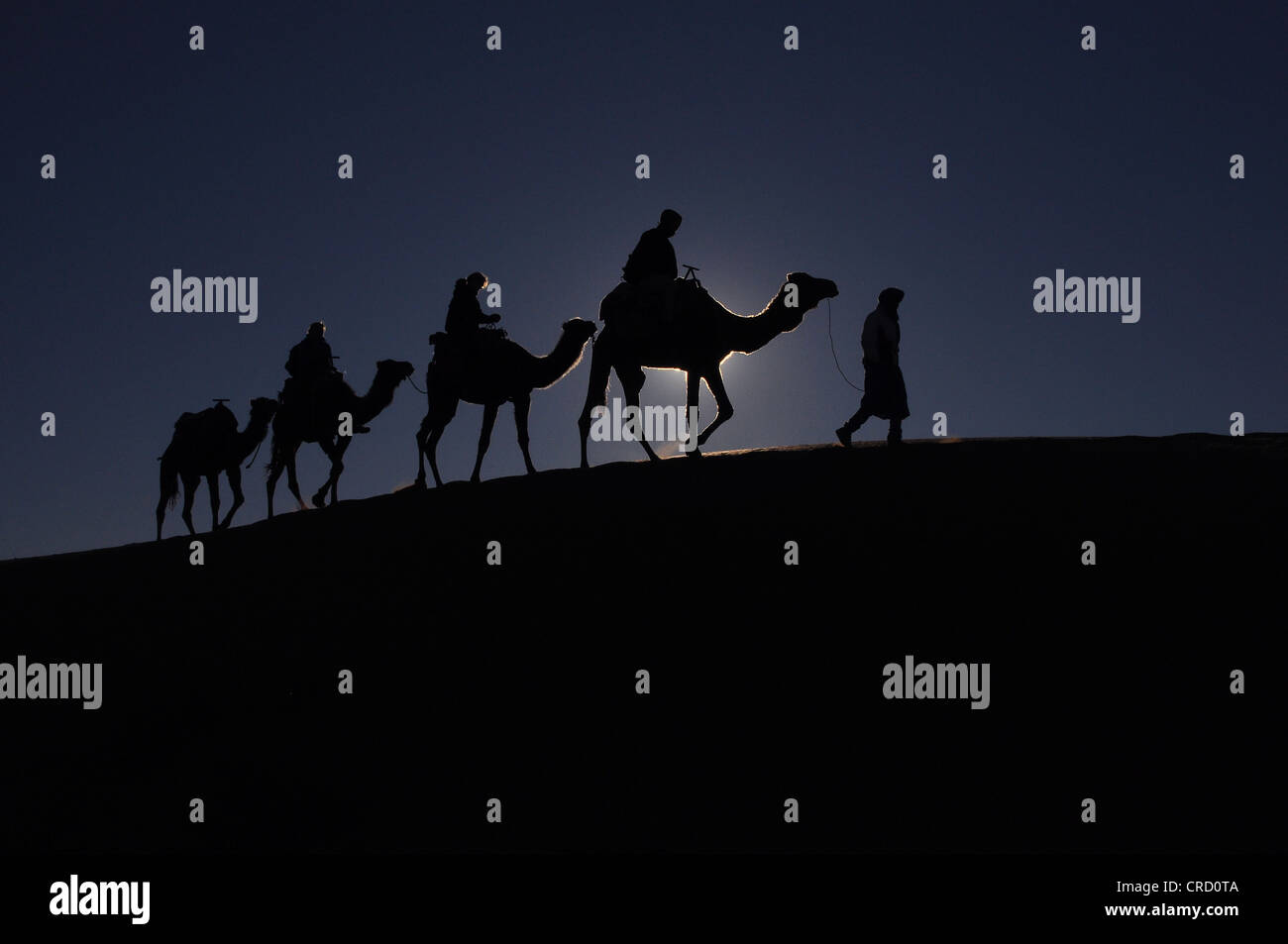 Caravane de chameaux sur dune dans le désert, rétroéclairé, sahara, l'Egypte, l'Afrique Banque D'Images