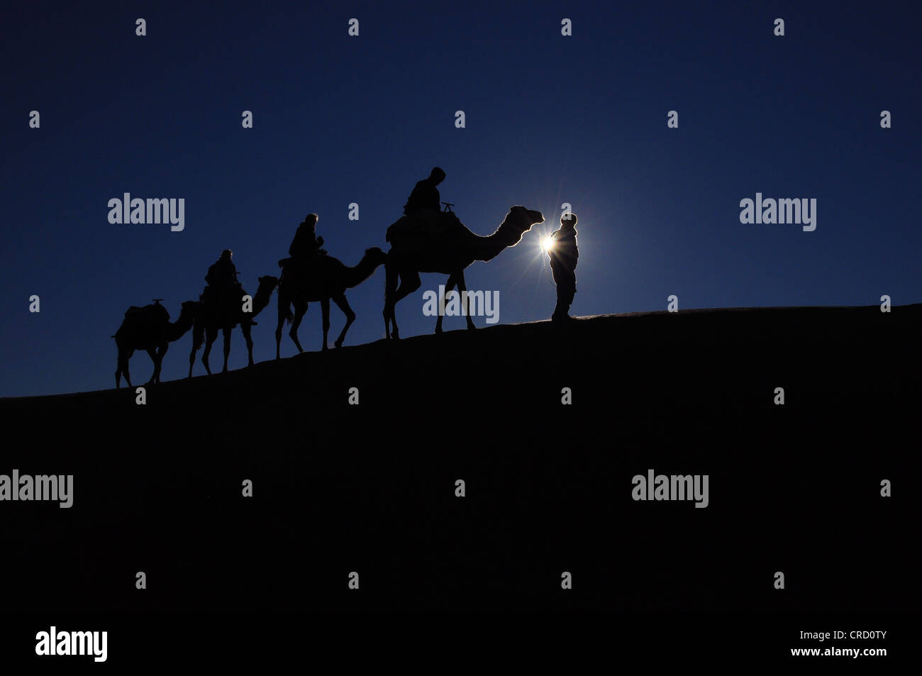 Caravane de chameaux sur dune dans le désert, rétroéclairé, sahara, l'Egypte, l'Afrique Banque D'Images