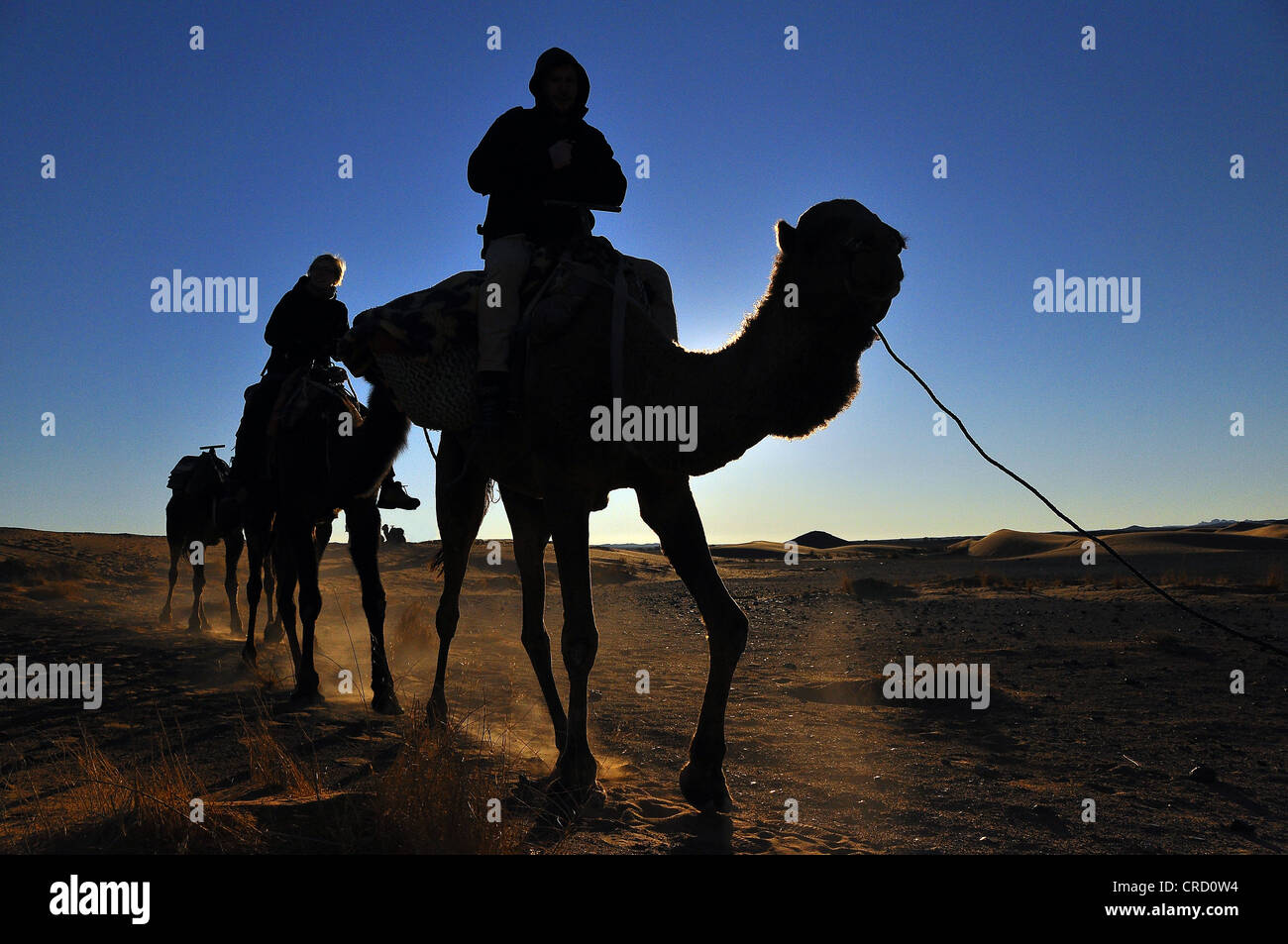Caravane de chameaux dans le désert, le Sahara, l'Egypte, l'Afrique Banque D'Images
