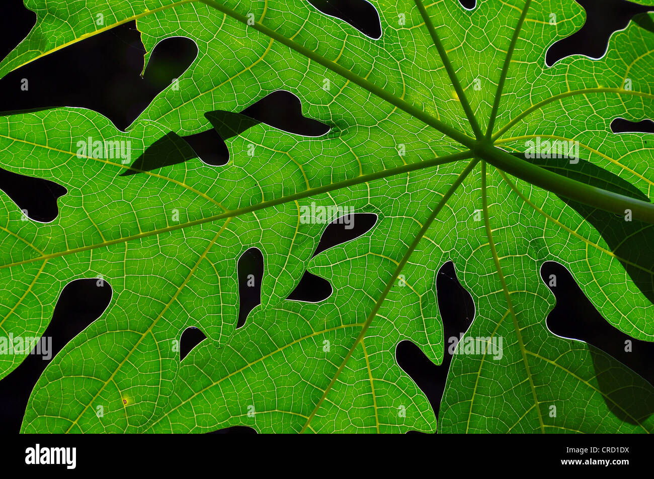 La feuille de papaye (Carica papaya), Brésil, Amérique du Sud Banque D'Images