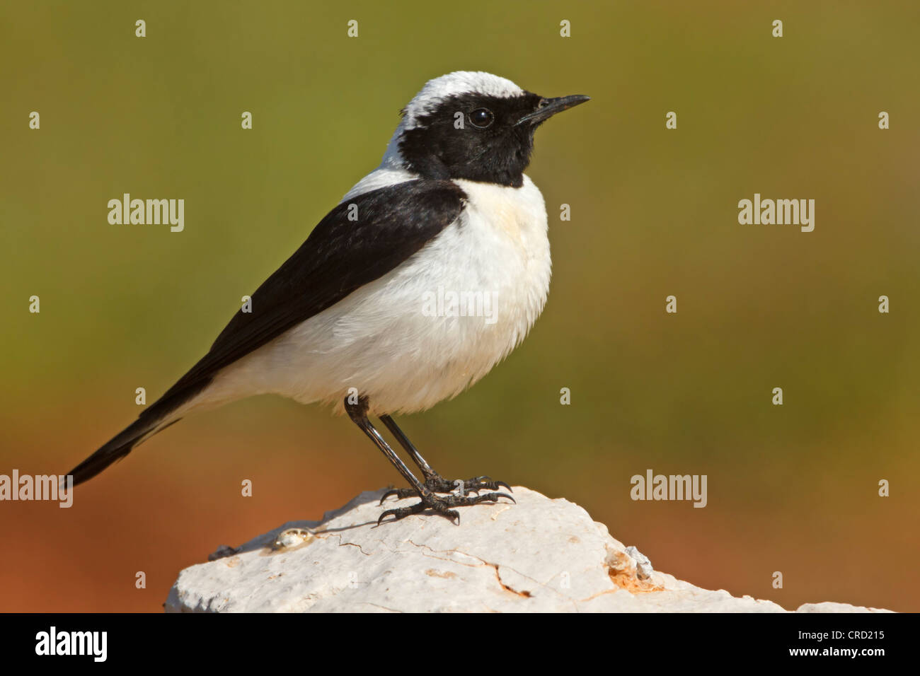 L'Est de Traquet Oreillard (Oenanthe hispanica melanoleuca) standing on rock Banque D'Images