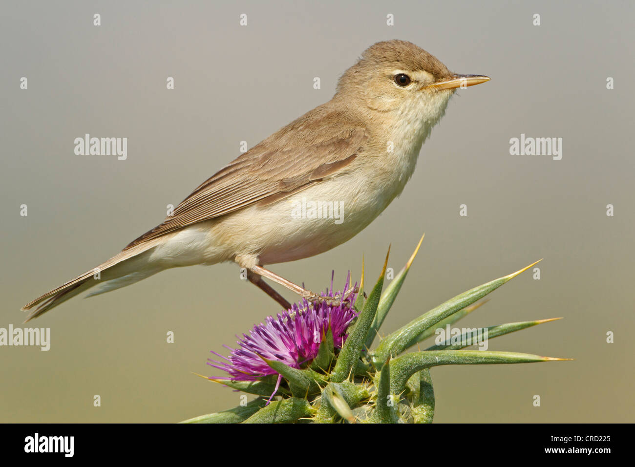 Eastern Olivaceous Warbler (Hippolais pallida) sur blossom Banque D'Images