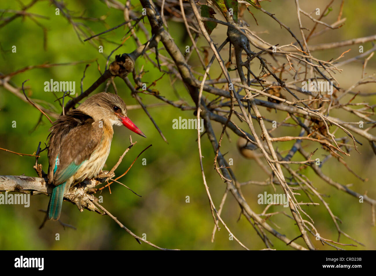 Brown-hooded Kingfisher (Halcyon albiventris) perching on twig Banque D'Images