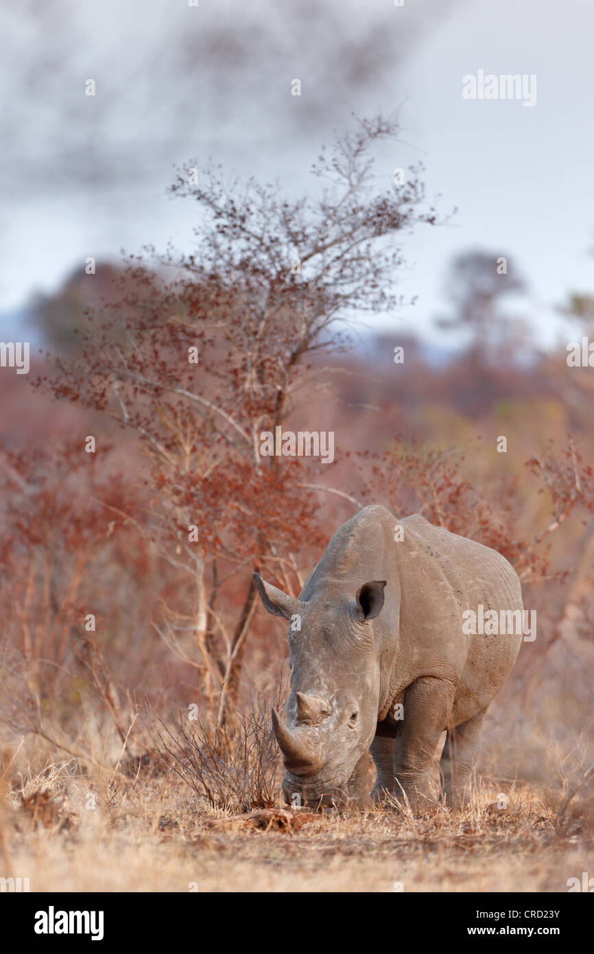 Le rhinocéros blanc (Ceratotherium simum) Banque D'Images