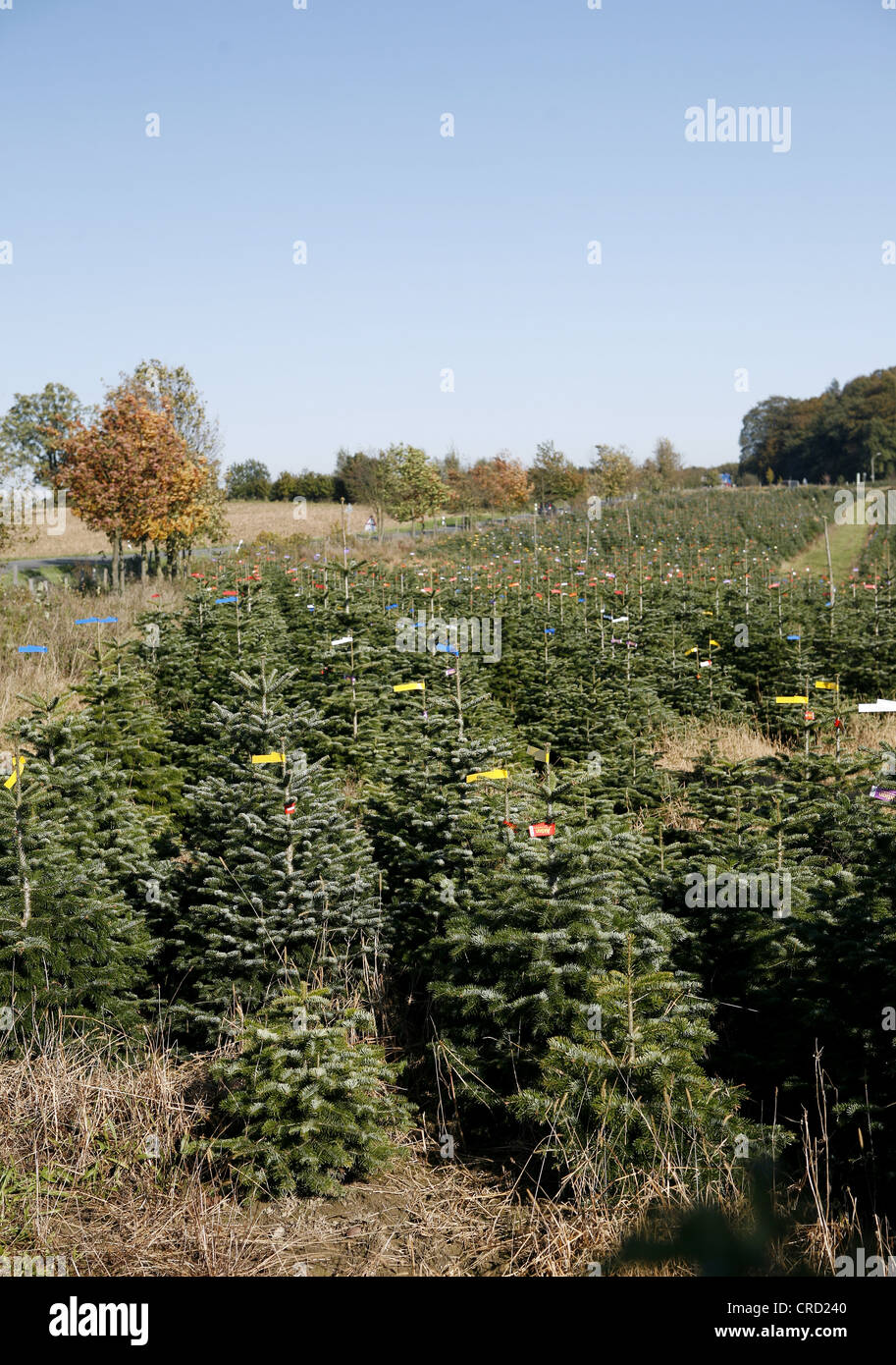 Les arbres de Noël peu avant d'être vendus, l'identification, à l'arbre de Noël, maternelle pays bergisch, Rhénanie du Nord-Westphalie Banque D'Images