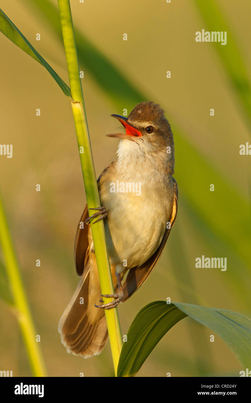 Grand Reed Warbler (Acrocephalus arundinaceus) perching on twig Banque D'Images
