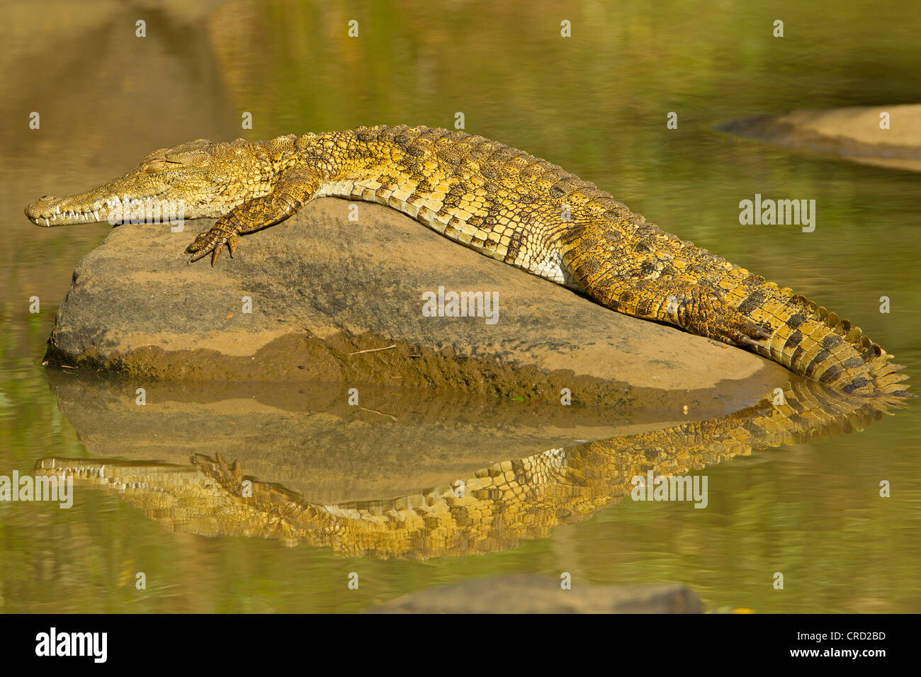 Le crocodile du Nil (Crocodylus niloticus) dans l'eau, Hluhluwe Umfolozi Game Reserve, Afrique du Sud Banque D'Images