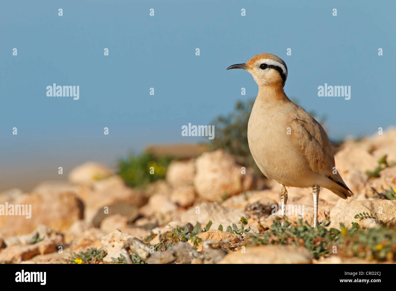 De couleur crème (Courser Cursorius cursor) standing on rock Banque D'Images