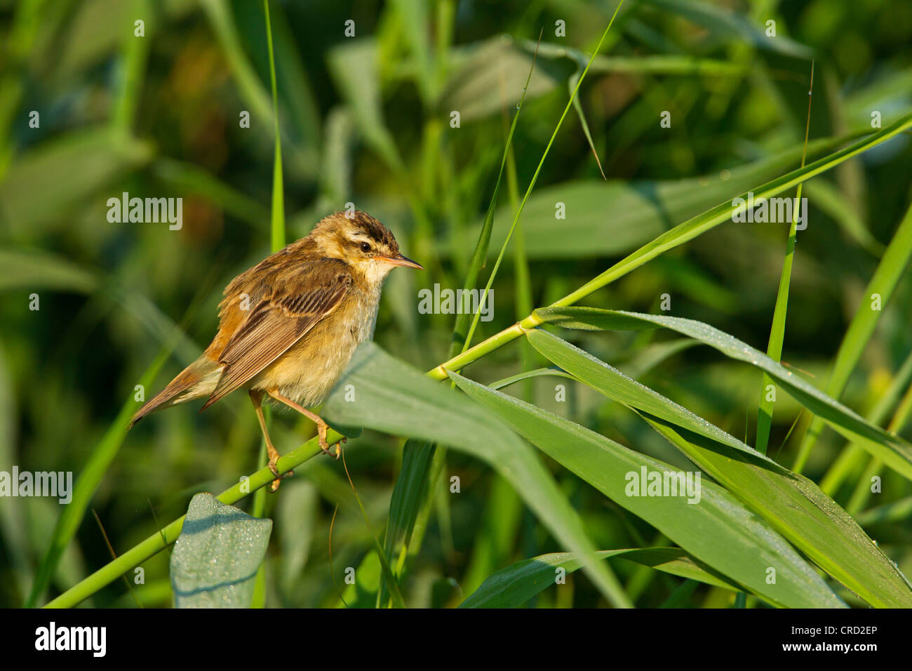 Phragmite des joncs (Acrocephalus schoenobaenus) dans la région de reed Banque D'Images