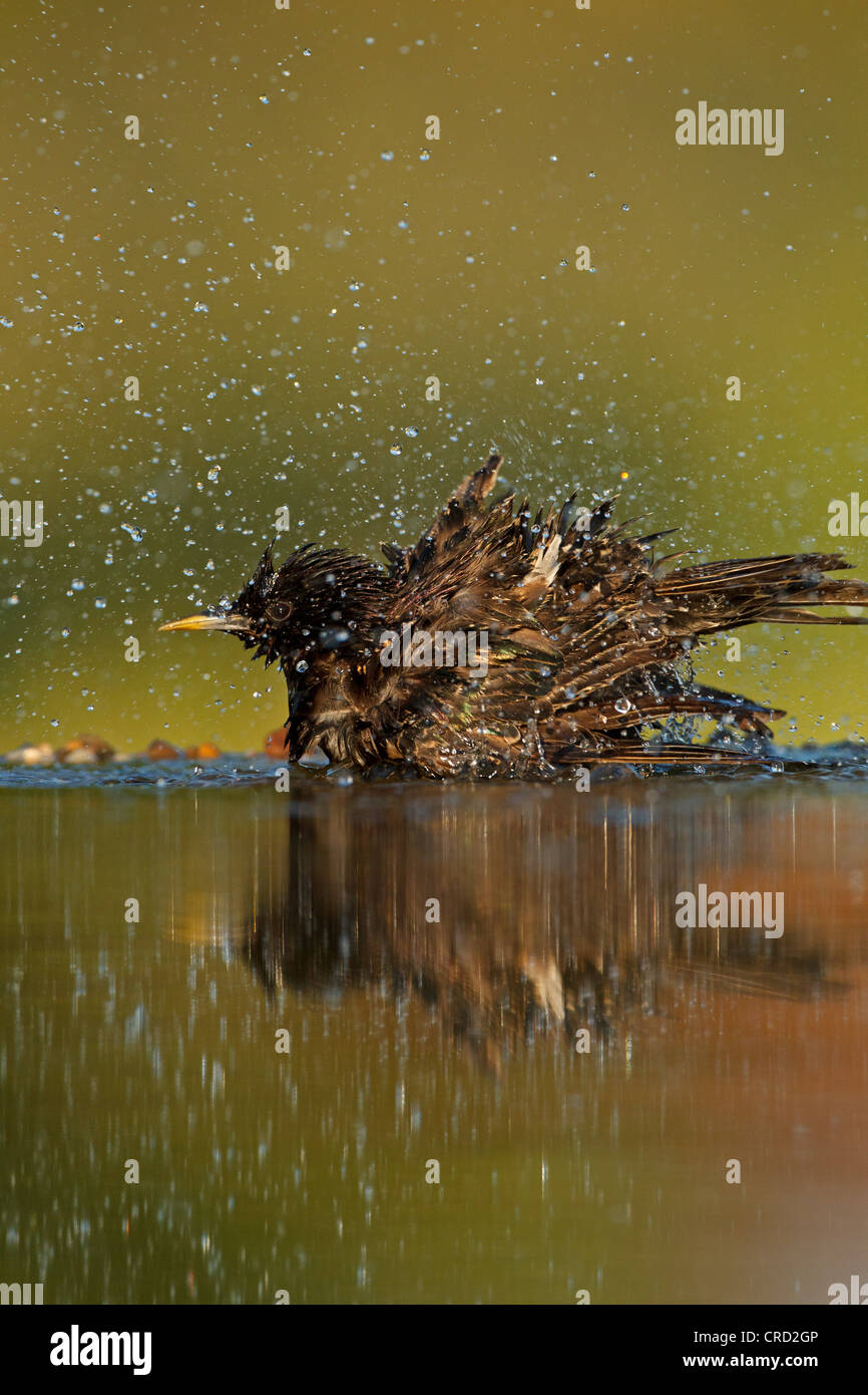 Étourneau sansonnet (Sturnus vulgaris) dans de l'eau Banque D'Images