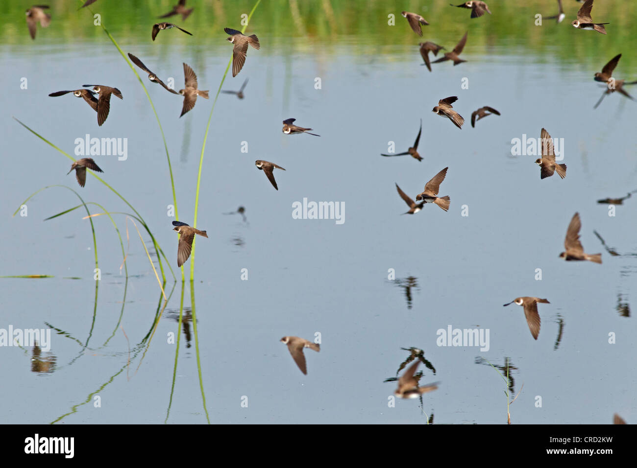 Sand Martins (Riparia riparia) flying Banque D'Images