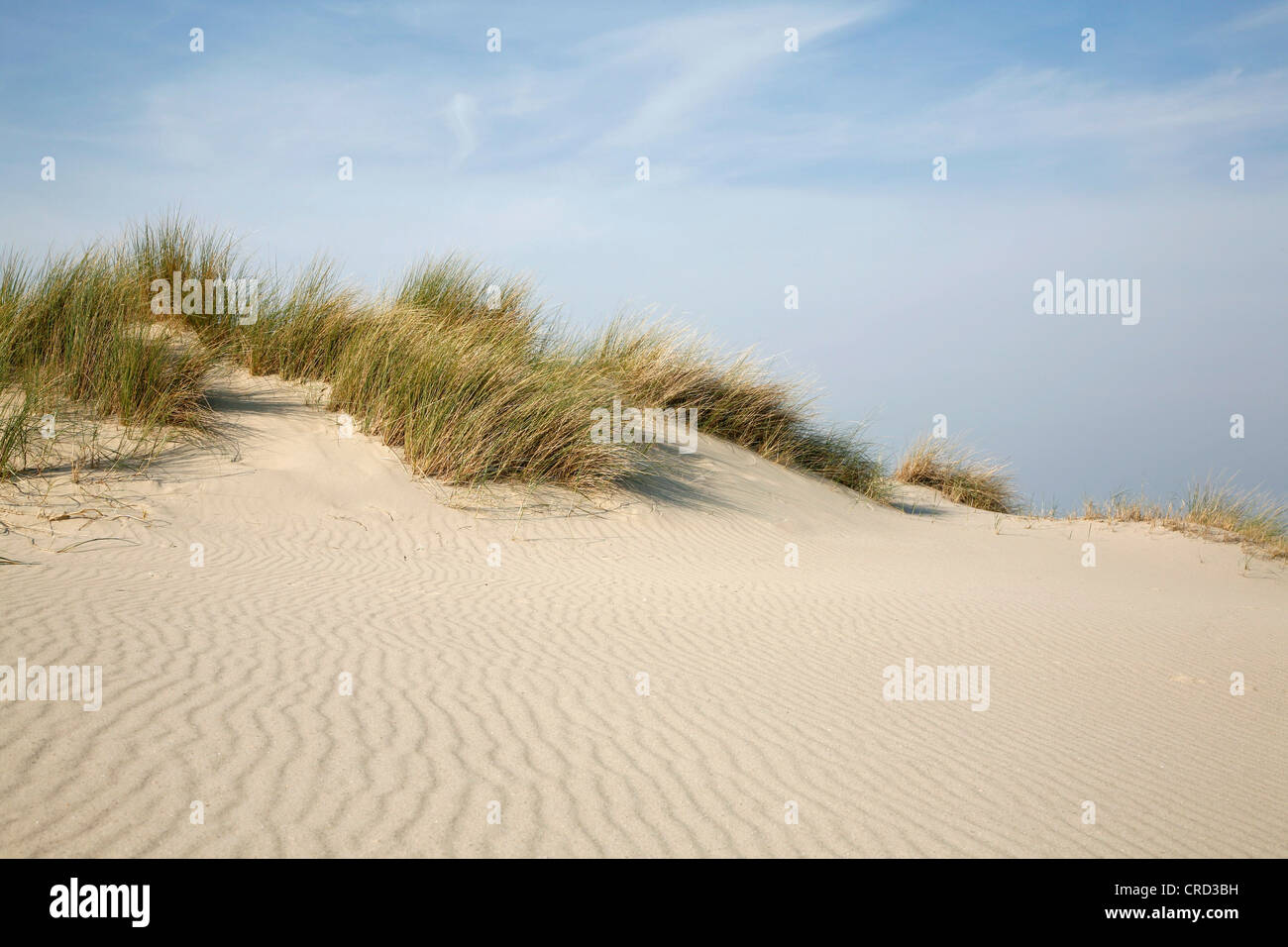 Dune de sable avec l'ammophile Zélande, Pays-Bas Banque D'Images