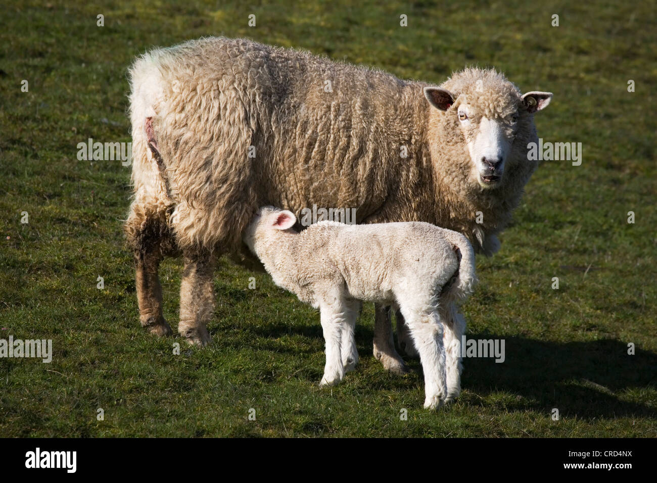 Moutons sur le pré, Schleswig-Holstein, Allemagne, Europe Banque D'Images